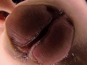 ダブルバーチャルレズベロキス　サンプル画像07